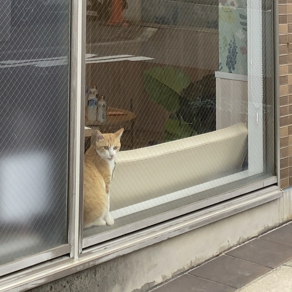 猫カフェ窓