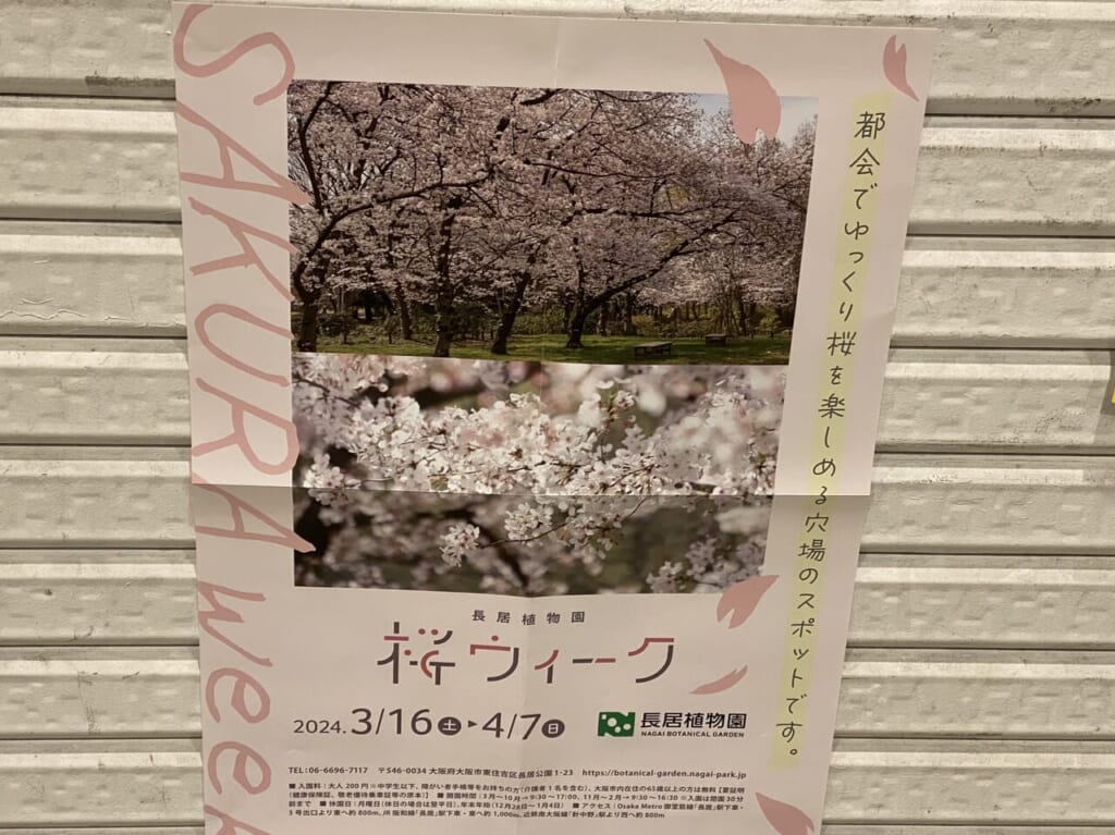 長居植物園桜ウィークチラシ