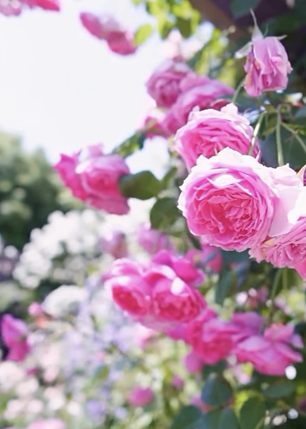 ローズウィーク