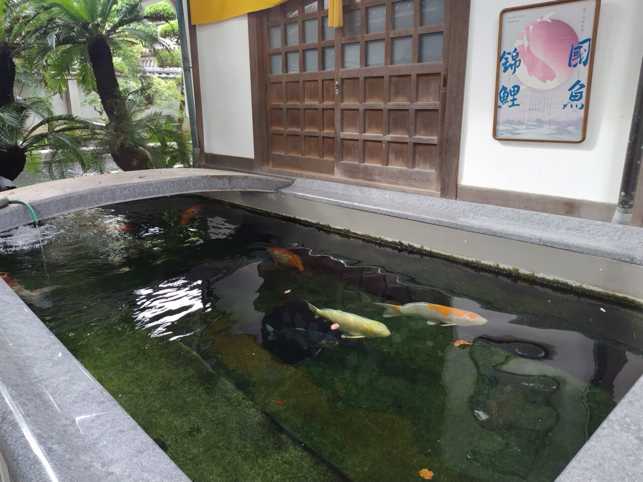錦鯉